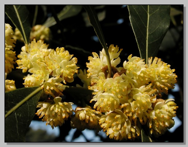 Laurus nobilis / Alloro